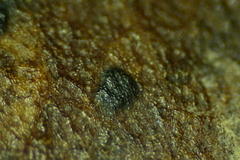 Discosia fraxinea