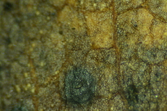 Discosia fraxinea