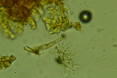 Discosia fraxinea