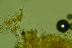 Discosia fraxinea