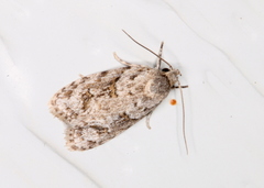 Agriophara horridula