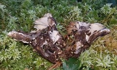 Phellodon confluens