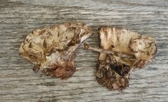 Phellodon confluens