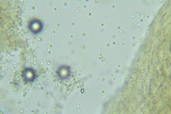 Phellodon confluens
