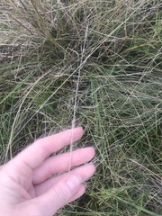 Poa morrisii
