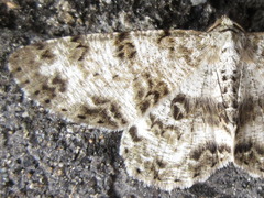 Ophthalmitis albosignaria