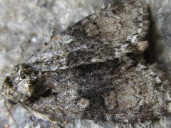 Cranionycta jankowskii