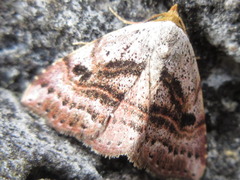 Perynea subrosea