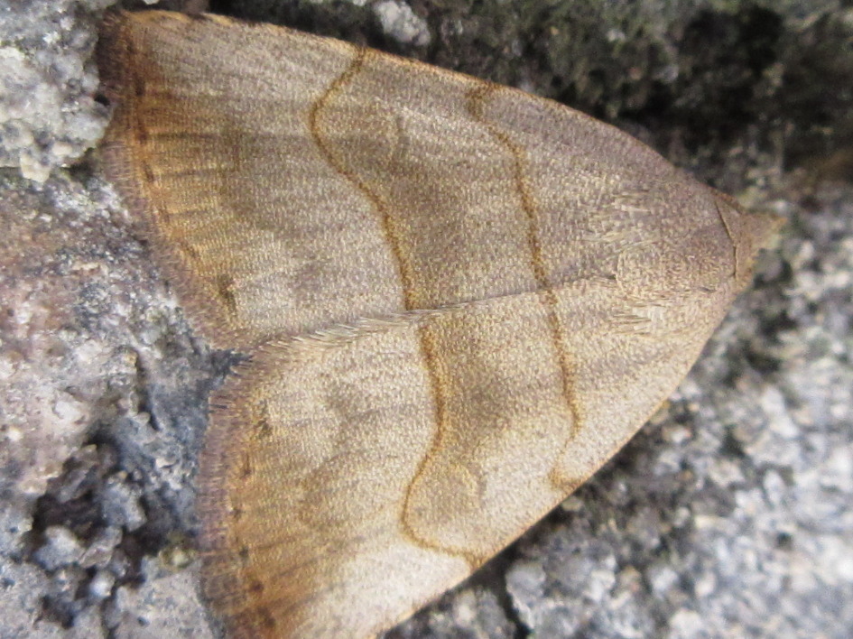 Leiostola mollis