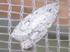 Scythropiodes