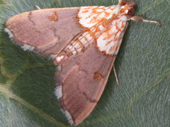 Agrotera nemoralis