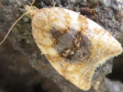 Acleris conchyloides