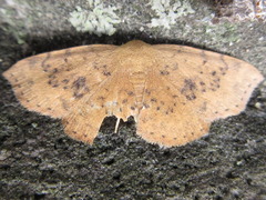 Hyposada brunnea