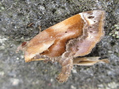 Lophomilia polybapta