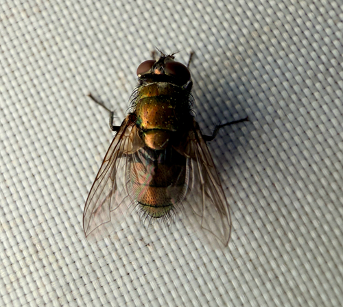 Unknown species found near Hedgestone Dr, San Antonio, TX, US