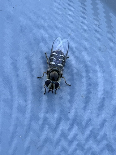 Unknown species found near Pinnacles National Park, Paicines, CA, US