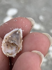 Crepidula fornicata image
