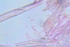 Hydropus arenarius