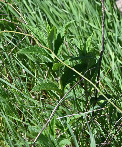 American germander (Teucrium canadense)