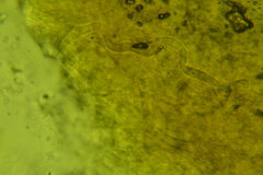 Hydropus arenarius