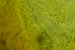 Hydropus arenarius