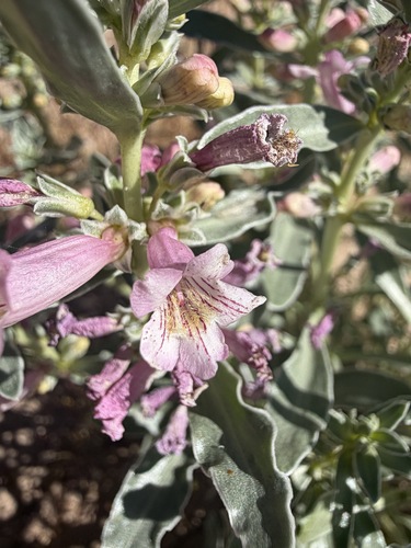 White-margined Beardtongue (Penstemon albomarginatus)