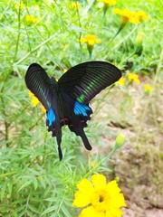 Papilio bianor ganesa
