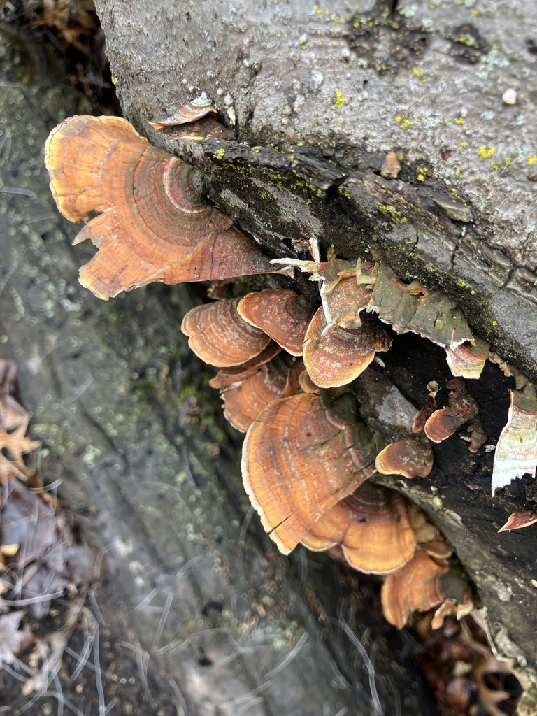 Stereum lobatum · March 2026 · photo: © preventthetoast (iNaturalist, cc-by)