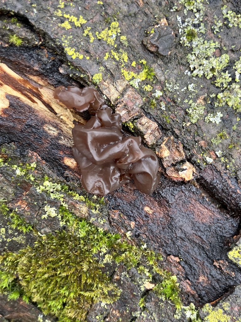Exidia crenata · March 2026 · photo: © preventthetoast (iNaturalist, cc-by)