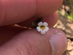 Erythranthe latidens