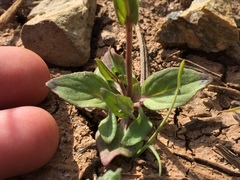Erythranthe latidens
