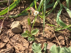 Erythranthe latidens