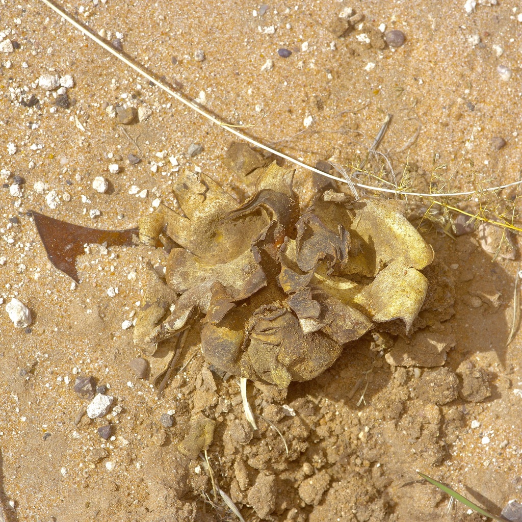 Scleroderma polyrhizum · March 2026 · photo: © pufferchung (iNaturalist, cc-by)