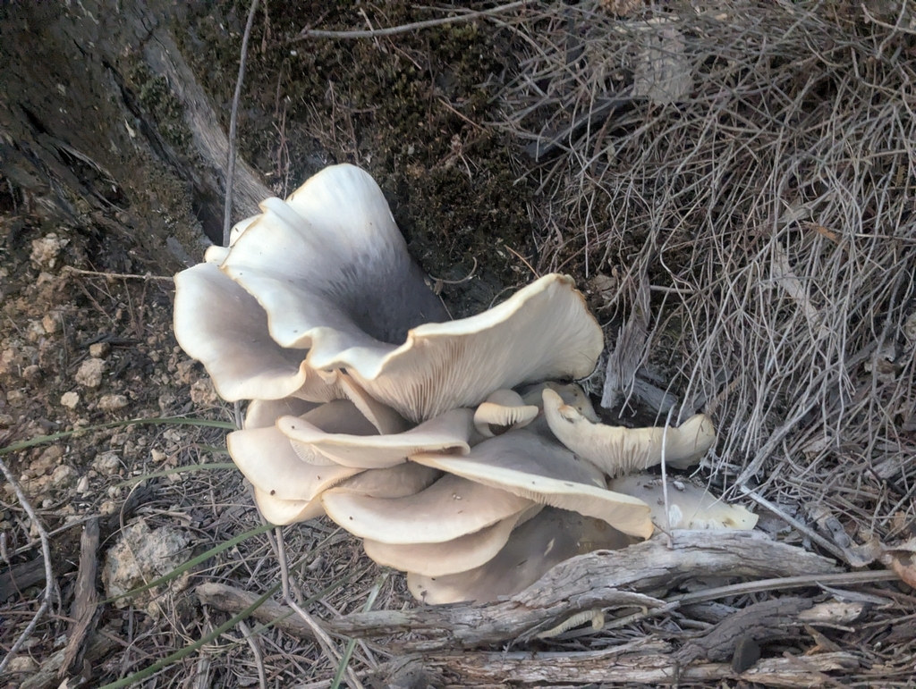 Omphalotus nidiformis · March 2026 · photo: © commemorative1 (iNaturalist, cc0)
