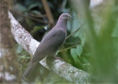 Patagioenas plumbea