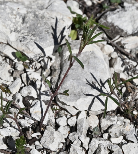Hall's Dalea (Dalea hallii)