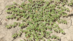 Euphorbia drummondii
