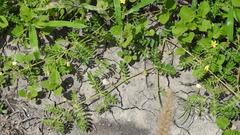 Tribulus micrococcus