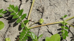 Tribulus micrococcus