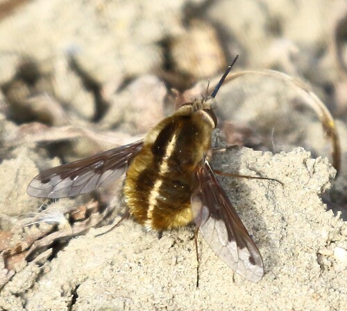 Unknown species found near Tijuana River Valley, San Diego, CA, USA
