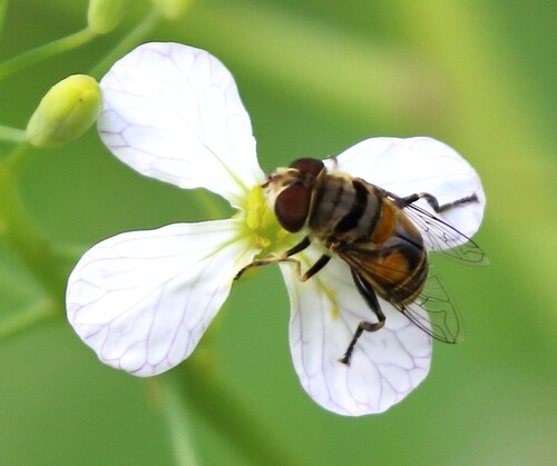 Unknown species found near Tijuana River Valley, San Diego, CA, USA