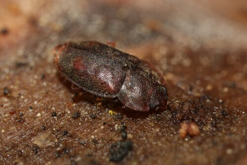 Rufous Sap Beetle photo 3