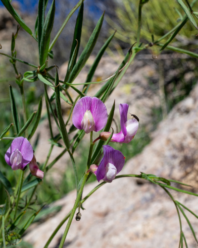 bullfrog mountain pea (Lathyrus hitchcockianus)