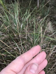 Poa morrisii