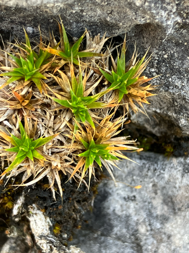 Colobanthus acicularis, photograph 3