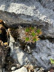 (c) Cara-Lisa Schloots, some rights reserved (CC BY) Colobanthus acicularis, photograph (c) Cara-Lisa Schloots, some rights reserved (CC BY)