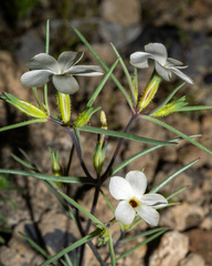 Linanthus jonesii, photograph (c) Matt Berger, some rights reserved (CC BY)
