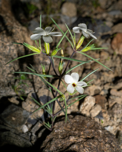 Linanthus jonesii, photograph 6