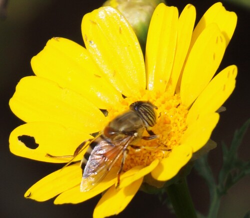 Unknown species found near Tijuana River Valley, San Diego, CA, USA