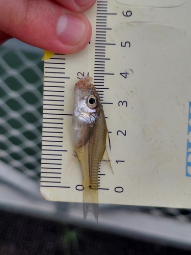 Fibramia lateralis observed 2026-03-22